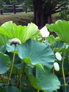 20120808-170853.jpg