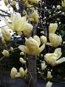 Japanese Magnolila とも呼ばれる木蓮の花