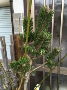 nine-year-old pine tree