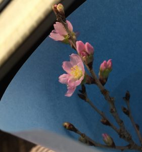 啓翁桜