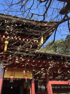 三分咲きの飛梅
