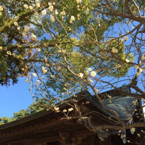 太宰府天満宮楓社右前の白梅