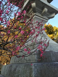 太宰府天満宮ー灯明前の紅梅