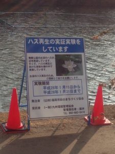 舞鶴公園のお堀の水連は実証実験中