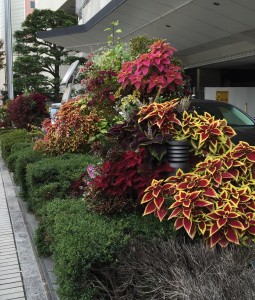 Flowers at Fukuoka City Hall