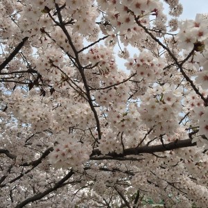 天神中央公園の桜花