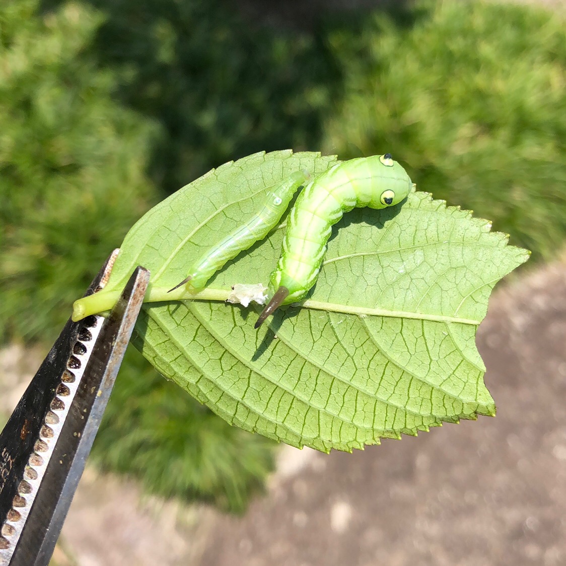 腹ぺこ青虫に負けた夏 福岡ゆうちゃん写真集